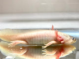SUPER Dirty Leucistic/Lucy #7 (SUPER RARE)(Sub Adult)(HOLDBACK COLLECTION)