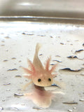 Clean Lucy/Leucistic baby #6