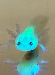 Freckled GFP Leucistic (Lucy) Baby #2