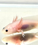 Clean Lucy/Leucistic baby #9