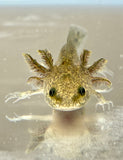 Wild Type Axolotl Baby #3