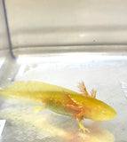 Ivy’s Choice SUPER GFP Sunrise Golden Albino baby (3-4.5 inches) LIMITED STOCK!