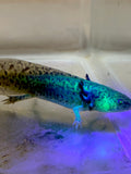 Highlight Spotted GFP Wild Type Sub Adult with a Forked Gill #1