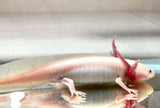 Black Gilled Lucy/Leucistic #1 (SUPER RARE)(HOLDBACK COLLECTION)(SUB ADULT)