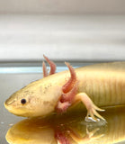 Dirty Leucistic/Lucy #6 (SUPER RARE)(Sub Adult)(HOLDBACK COLLECTION)