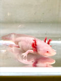 (LAST ONE) Melanoid Albino with Pink Eyes  #1