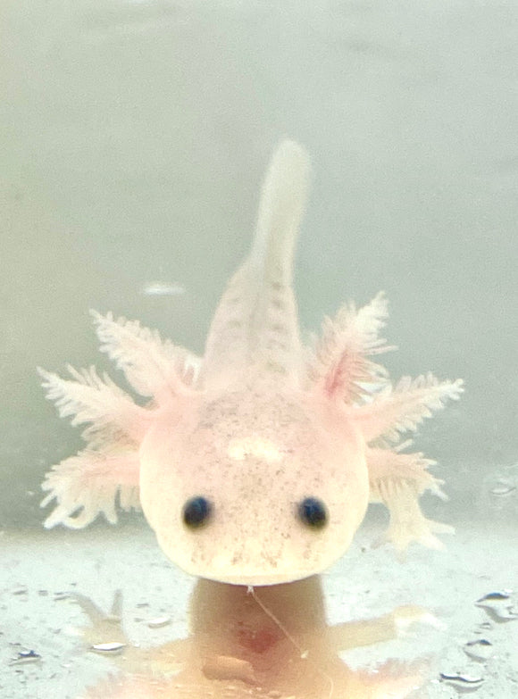 Freckled Lucy/Leucistic baby #23