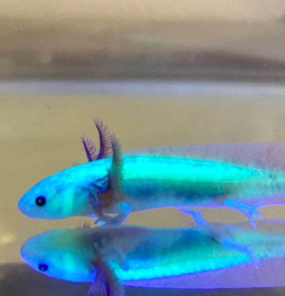 Gfp Bronzed Copper Axanthic baby #5 (SUPER RARE)(ONLINE EXCLUSIVE)