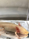 Ivy’s Choice Yellow Melanoid Albino baby with Fluffy Gills! (4-6 inches) LIMITED STOCK