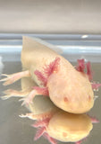 Sub Adult Pink Eyed Albino Melanoid #1