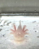 Ivy’s Choice White Albino baby with Fluffy Gills! (2.5-4 inches) Last One!