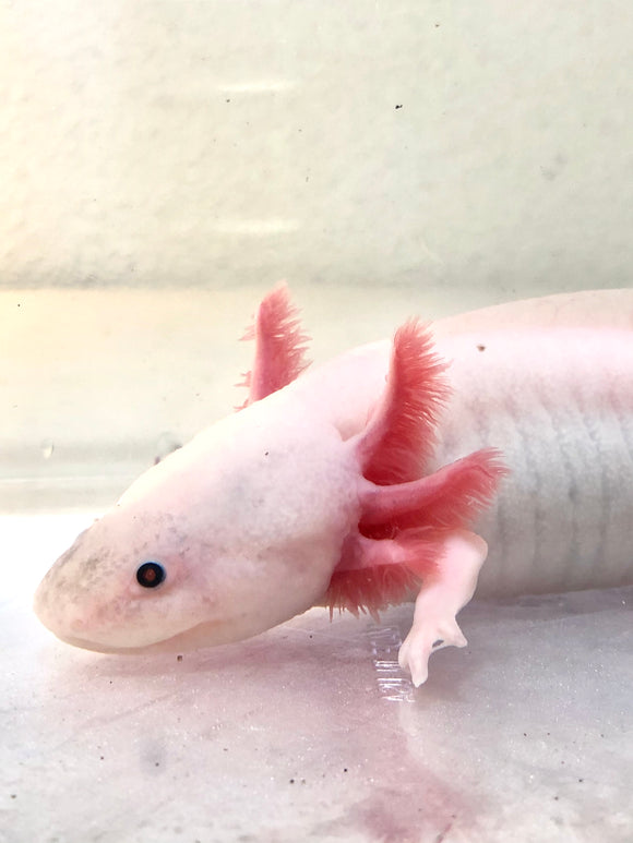 Confirmed Adult Male Freckled Lucy/Leucistic #1