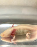 Confirmed Female Albino Melanoid #2 (RARE)