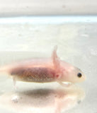 Clean Lucy/Leucistic baby #4