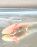 Ivy’s Choice White Albino baby with Fluffy Gills! (2.5-4 inches) LIMITED STOCK!