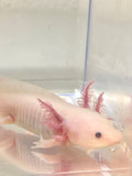 Blue Gilled Sub Adult Leucistic (Lucy) #1