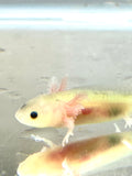 Dirty Gfp Lucy/Leucistic baby #1 (RARE)(ONLINE EXCLUSIVE)