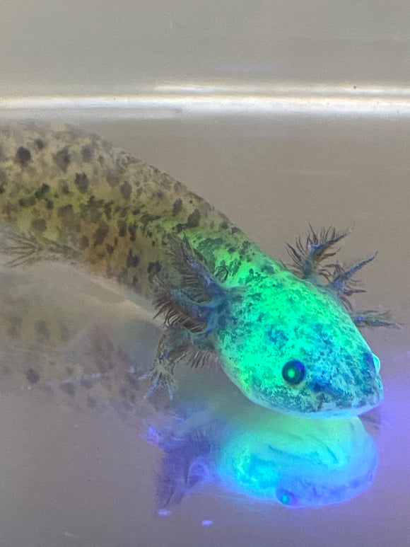 Highlight Spotted GFP Wild #3