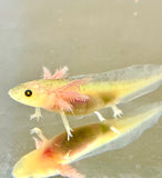 Dirty GFP Leucistic (Lucy) #2