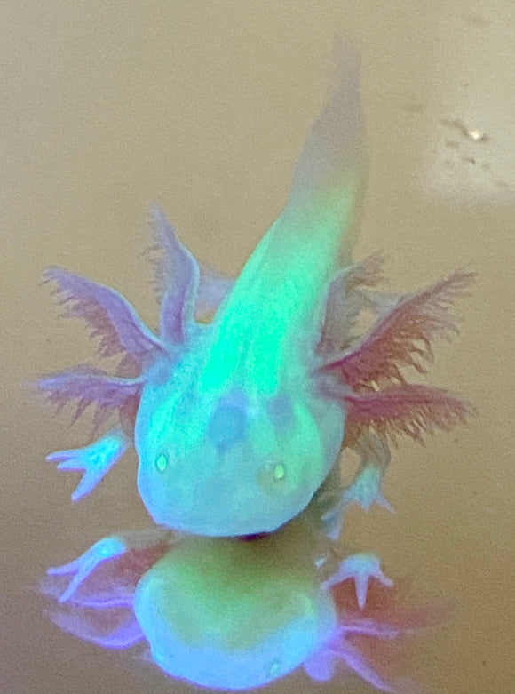 Fluffy Gilled GFP Albino Baby #2