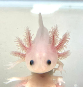 Clean Lucy/Leucistic baby #25