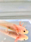 Freckled Pink Lucy/Leucistic Axolotl #2