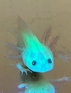 GFP Leucistic (Lucy) Baby #3