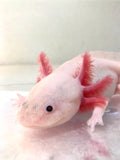 Confirmed Adult Male Freckled Lucy/Leucistic #1