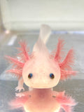 Ivy’s Choice Pink Lucy baby with Fluffy Gills! (2.5-4 inches) NEW Late October 2021 WAITLIST! LIMITED SPOTS!