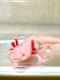 (LAST ONE) Melanoid Albino with Pink Eyes  #1