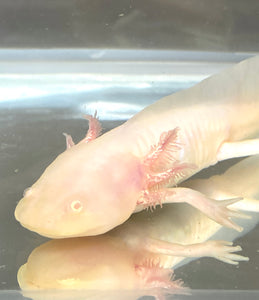 White Albino Sub Adult with Shiny Gills #1 (RARE) Suspected Female!