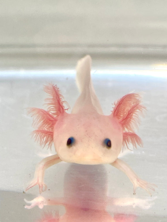 Fluffy Gilled Clean Leucistic (Lucy) #1