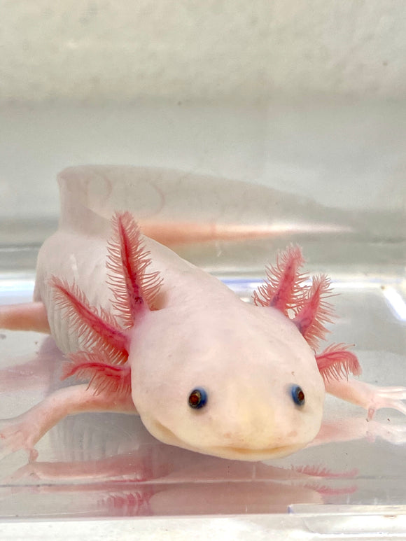 Blue Gilled Male Adult Leucistic (Lucy) (RESERVED)