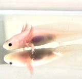 Clean Lucy/Leucistic baby #9