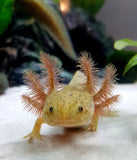 Ivy's Choice Bronzed Copper Axolotl baby! (2.5-4 inches) NEW Late January-February 2021 WAITLIST! LIMITED STOCK!