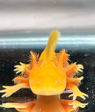 Ivy’s Choice Sunrise Golden Albino baby (3-4.5 inches) LIMITED STOCK ONLY!