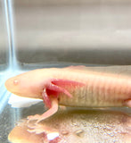 Clean White Albino w/ irridophores on gills #18 (SUB ADULT)