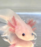 Fluffy Gilled Clean Leucistic (Lucy) #2