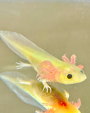 Slightly Freckled GFP Leucistic (Lucy) #5