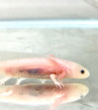 Clean Lucy/Leucistic baby #21
