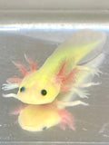 Highlight Freckled GFP Leucistic (Lucy) #2