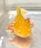 Dwarf Golden Axolotl #1 (READ SPECIAL DISCLAIMER)