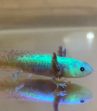 Ivy’s Choice Gfp Bronzed Copper Axanthic 2.5-4 inches(SUPER RARE) LIMITED STOCK!