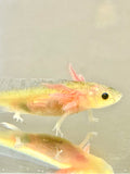 Dirty GFP Leucistic (Lucy) #2
