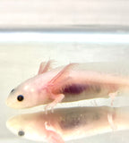 Clean Lucy/Leucistic baby #11
