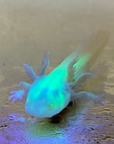 Ivy’s Choice GFP Albino baby with Fluffy Gills! (2.5-4 inches) COMING Late January 2023! Limited Spots!