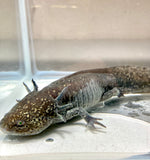 Adult Female GFP Starburst Wild (RESERVED)