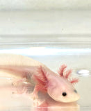 Blue Gilled Pink Lucy/Leucistic Axolotl #3