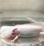 Ivy’s Choice White Albino baby with Fluffy Gills! (2.5-4inches) COMING Late January 2023! LIMITED SPOTS!