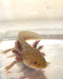 Sub Adult Copper Axolotl #1
